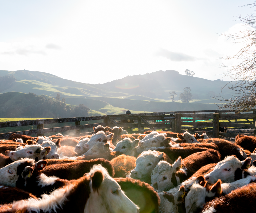 Why farm data is essential to understanding agri-food emissions