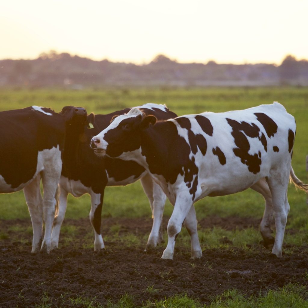 Tackling Antibiotic Resistance and Ensuring Responsible Medicine Use in the Dairy Industry