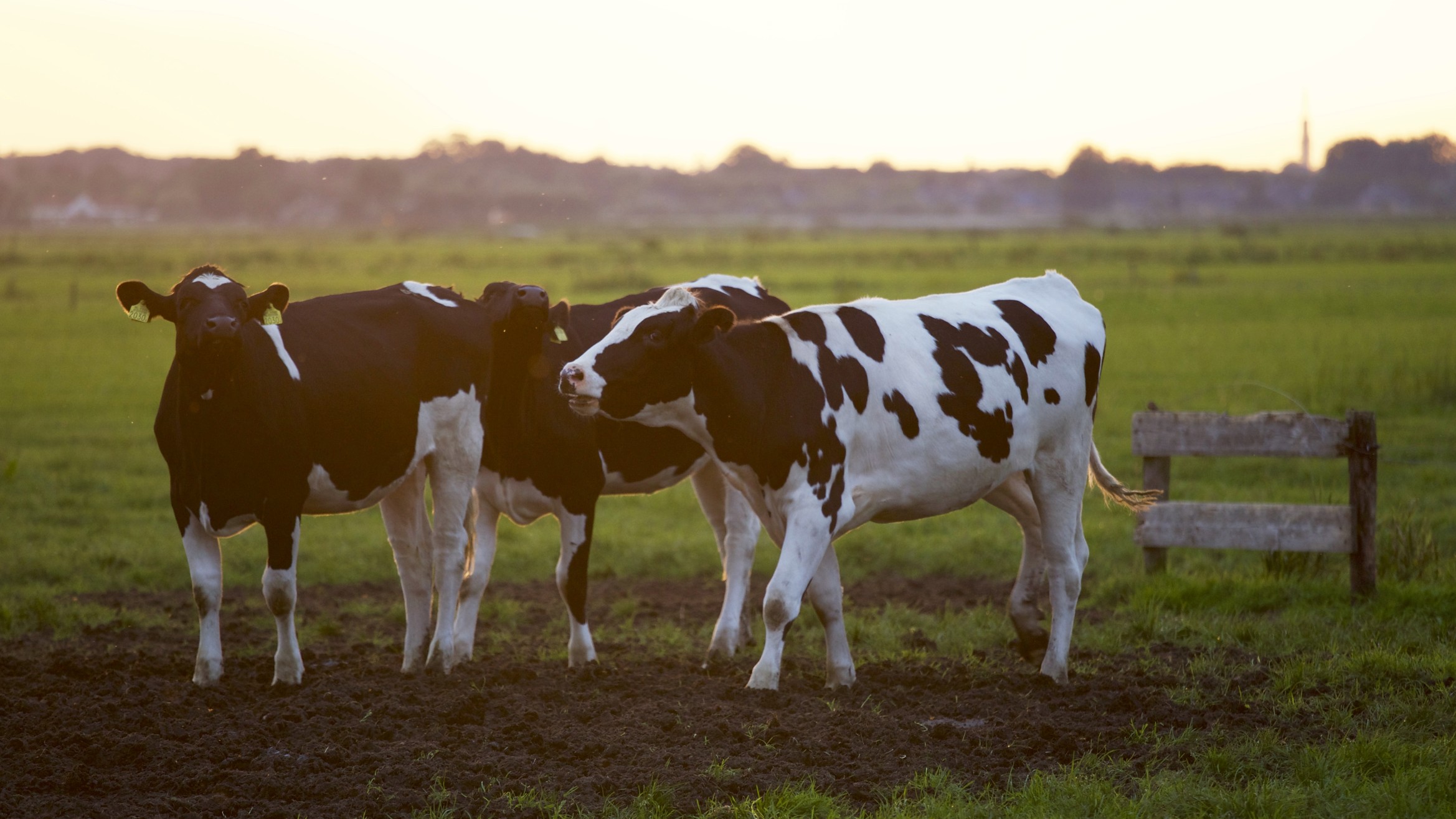 Tackling Antibiotic Resistance and Ensuring Responsible Medicine Use in the Dairy Industry