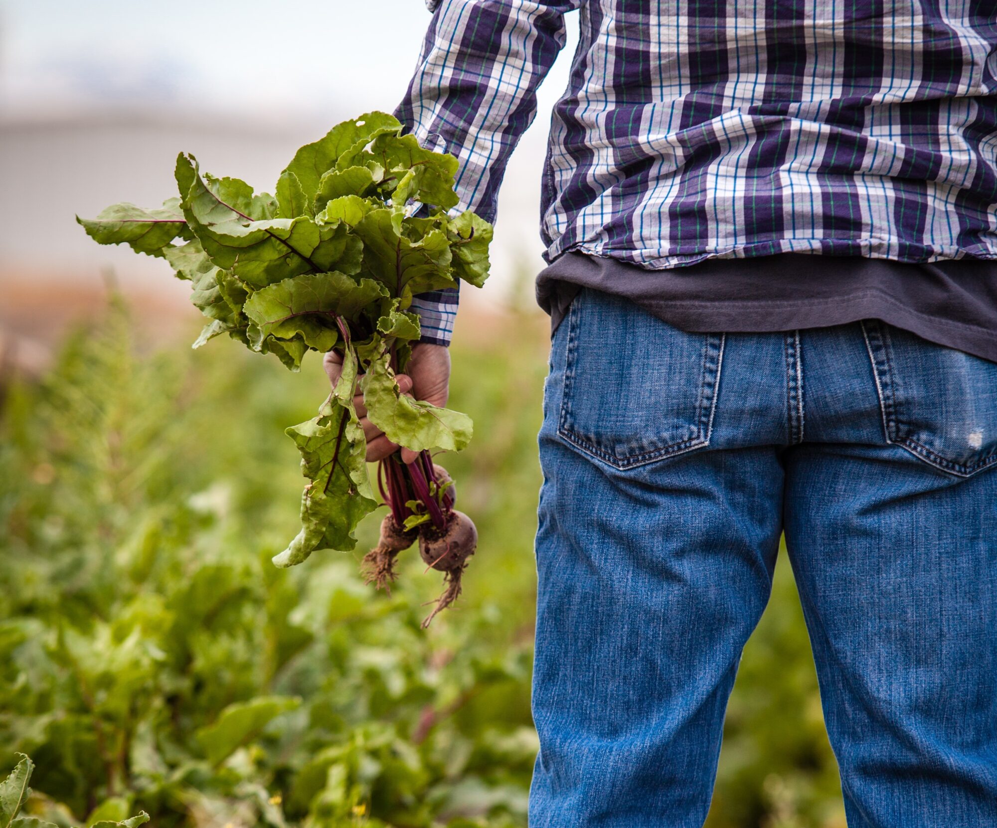 Trustable and permissioned data will be key to some of the National Food Strategy recommendations