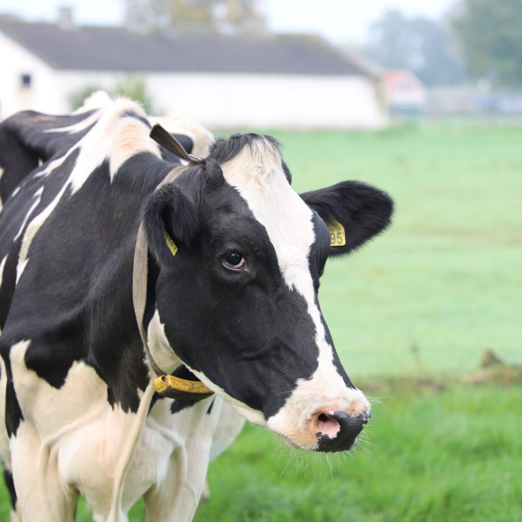 Revolutionising Emissions Reduction in the UK Dairy Industry: Data Modelling, Methane Methodology, and the What If Calculator