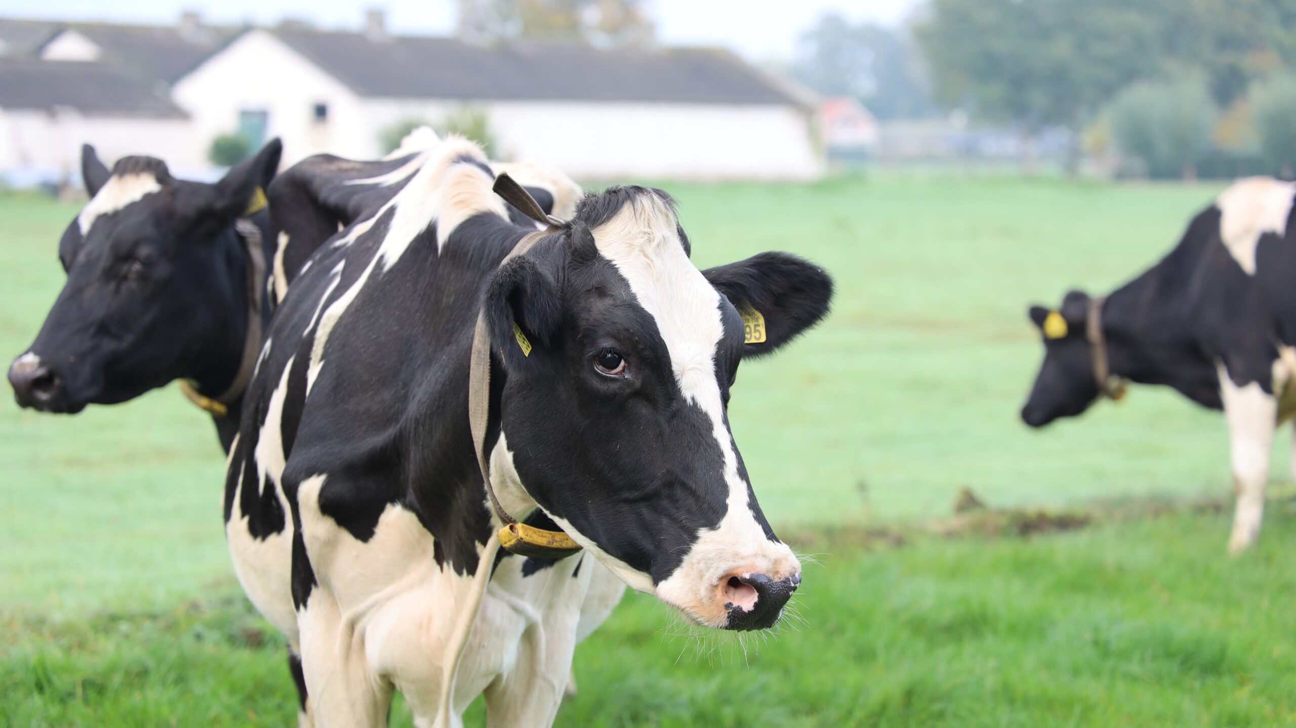 Revolutionising Emissions Reduction in the UK Dairy Industry: Data Modelling, Methane Methodology, and the What If Calculator