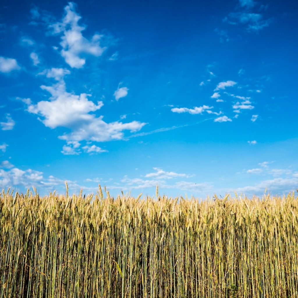 ADM Milling’s UK pilot project maps carbon emissions in its wheat supply chain