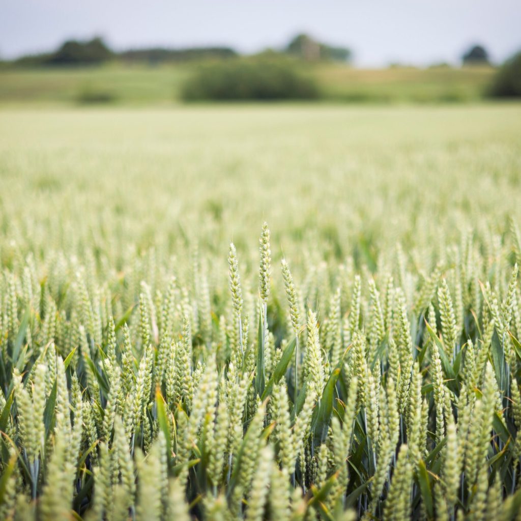 The Future of UK Farming: Embracing Regenerative Agriculture