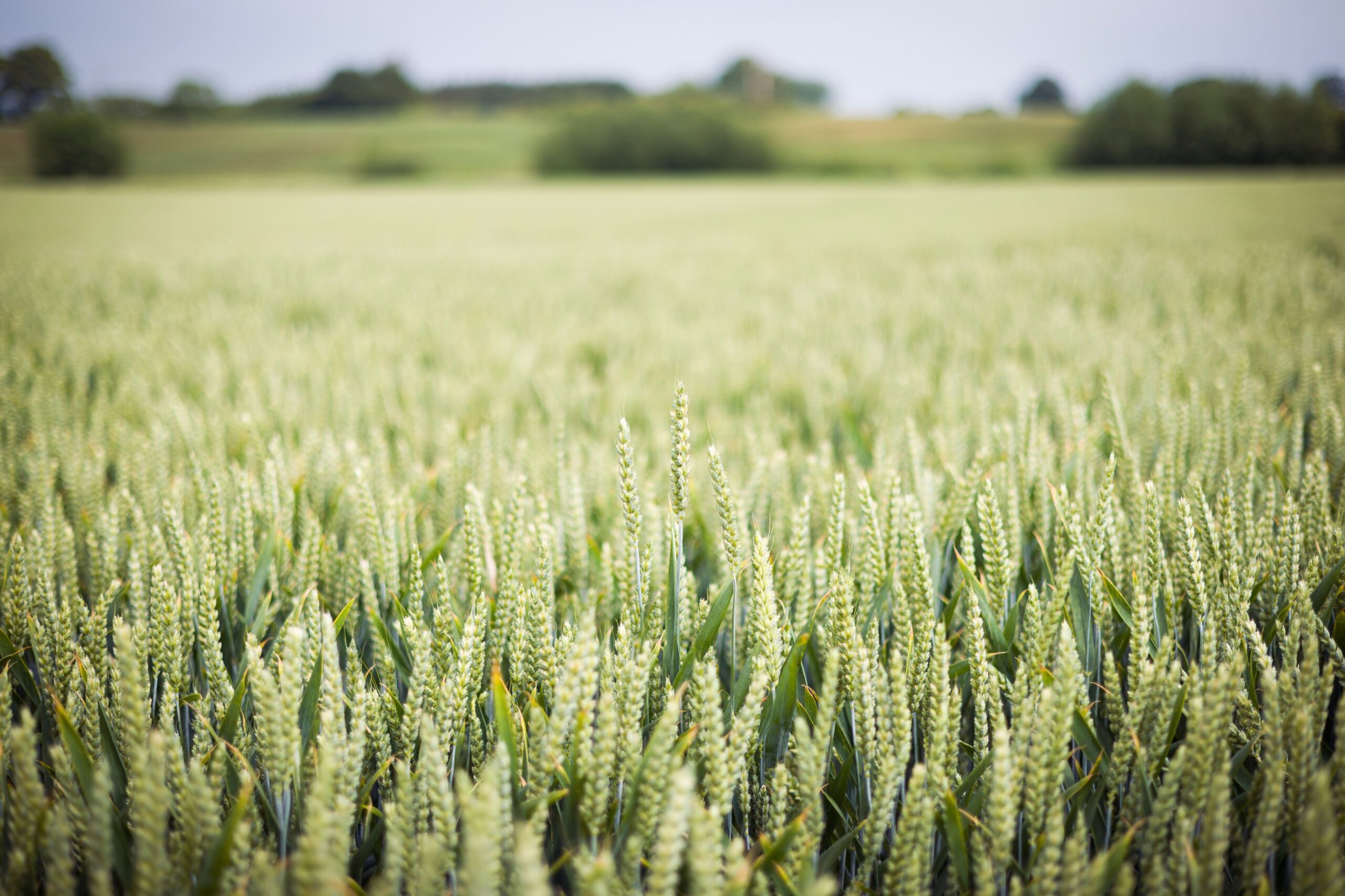 The Future of UK Farming: Embracing Regenerative Agriculture