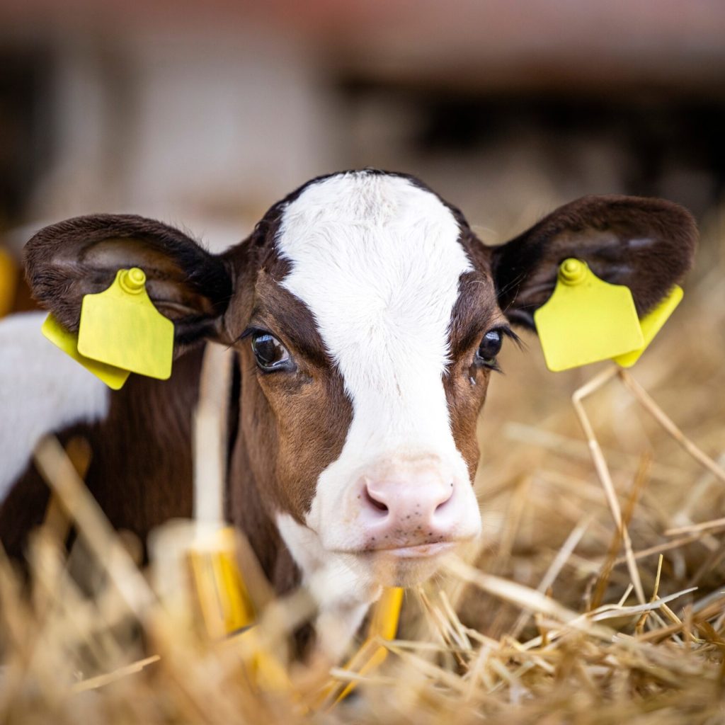 Enhancing Calf Welfare and Safeguarding Dairy Brands