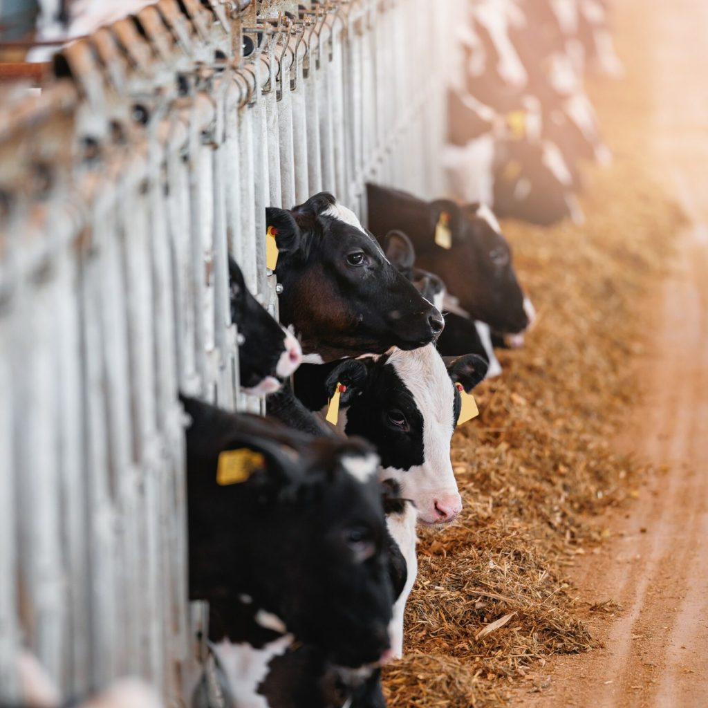 Accuracy essential to measure feed emissions