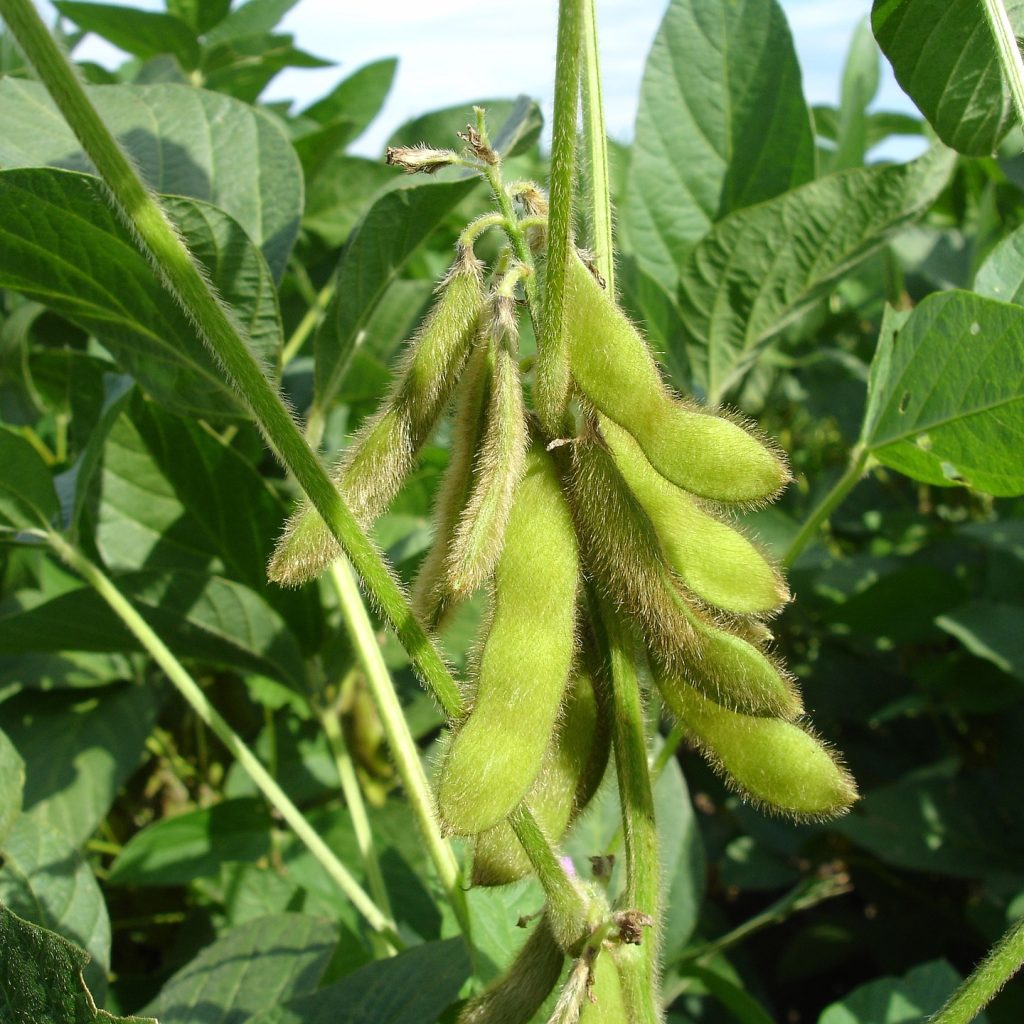 Sustainable soya on the increase in the UK