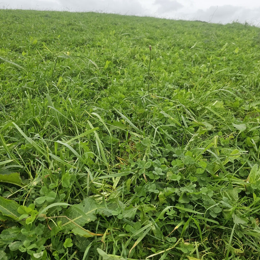 Farmers urged to prioritise efficiency over offsetting to cut emissions