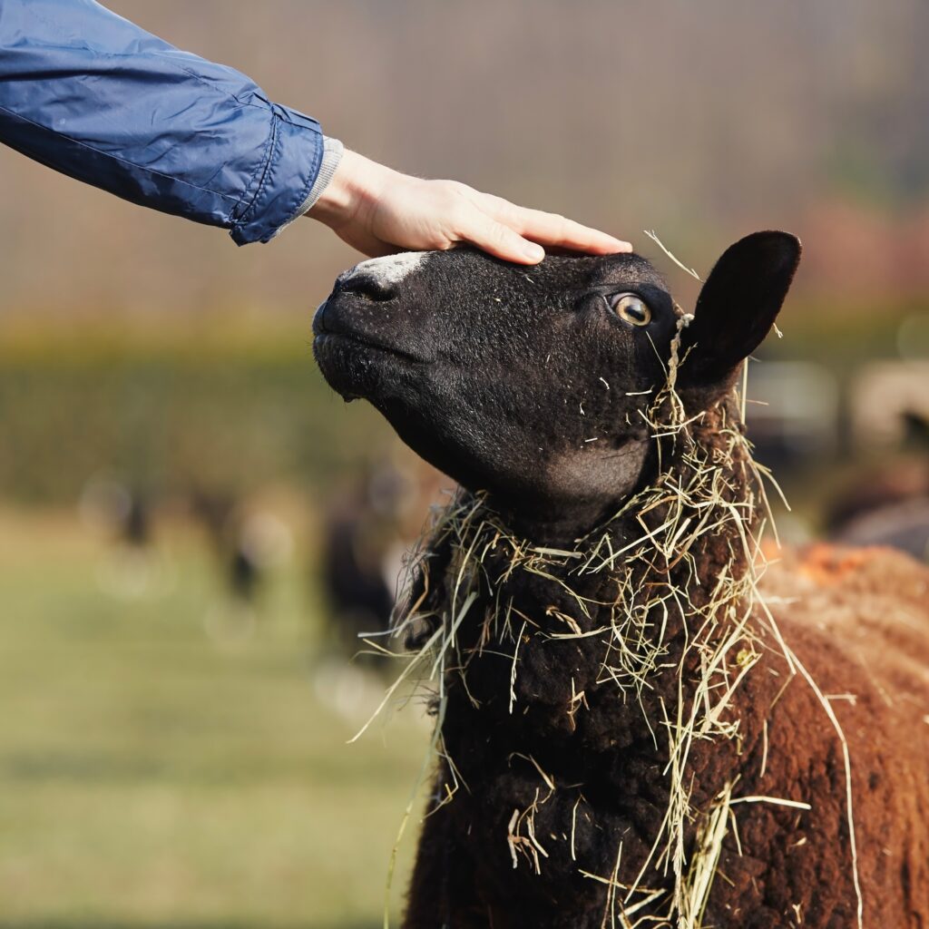 Red Tractor Portal Enhancements: Transforming Farm Assurance for the Digital Age
