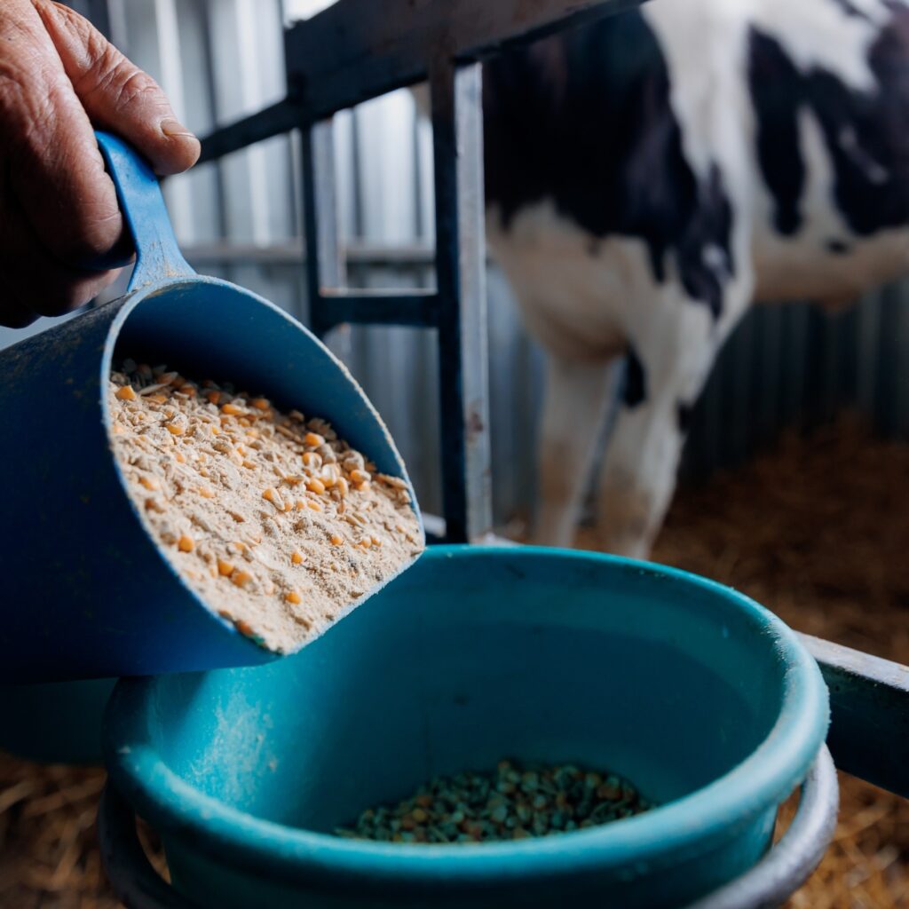 AI Agents Developed to Boost Accuracy of Feed Emissions Data for Farmers