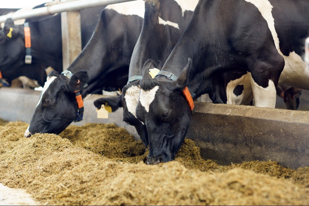 Accurate feed data unlocks carbon-cutting potential for UK dairy farms